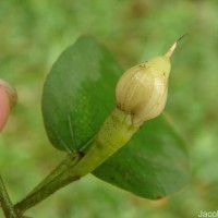 Camonea pilosa (Houtt.) A.R.Simões & Staples s.l.